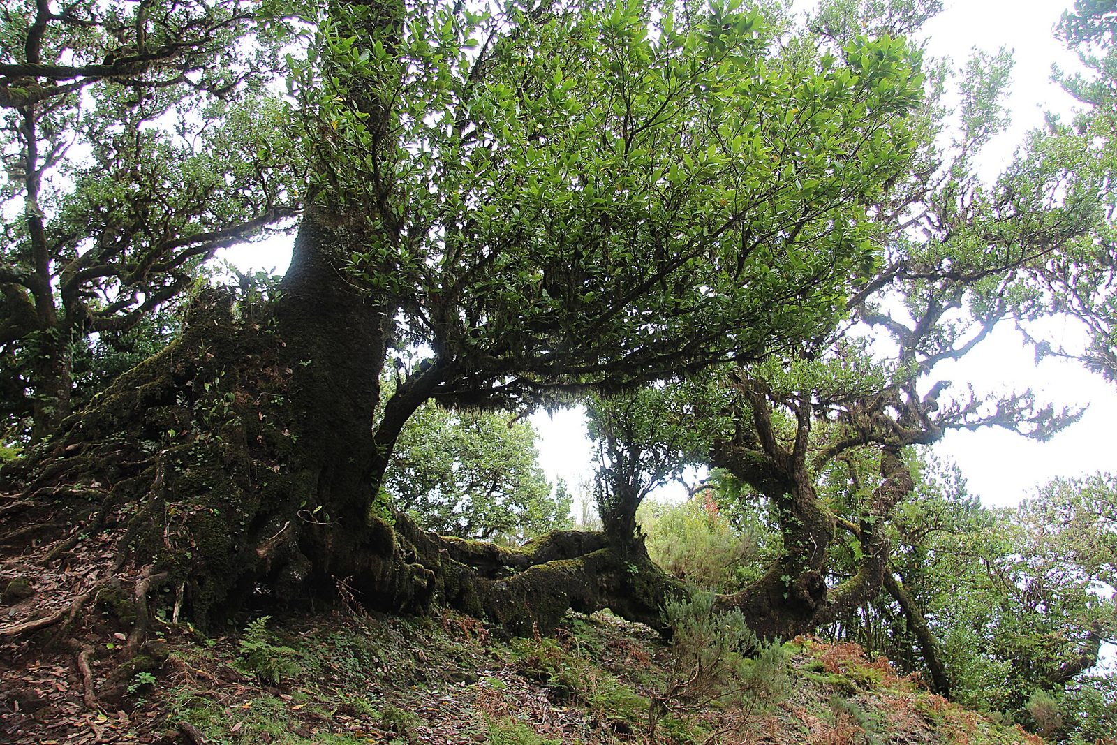 Moss-covered laurel trees and ferns in Madeira's laurisilva forest