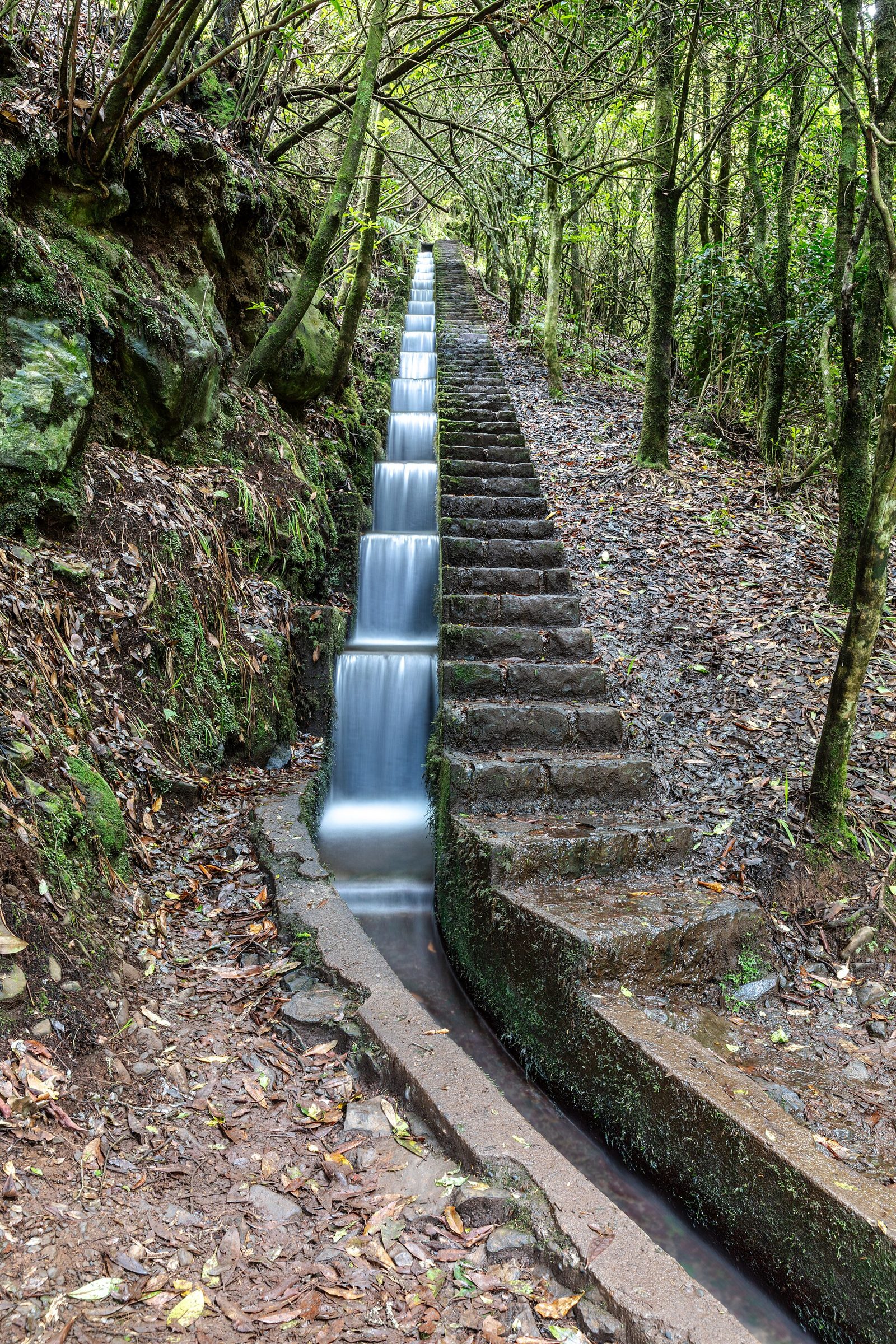 Mossy laurel forest and stream at Ribeiro Frio