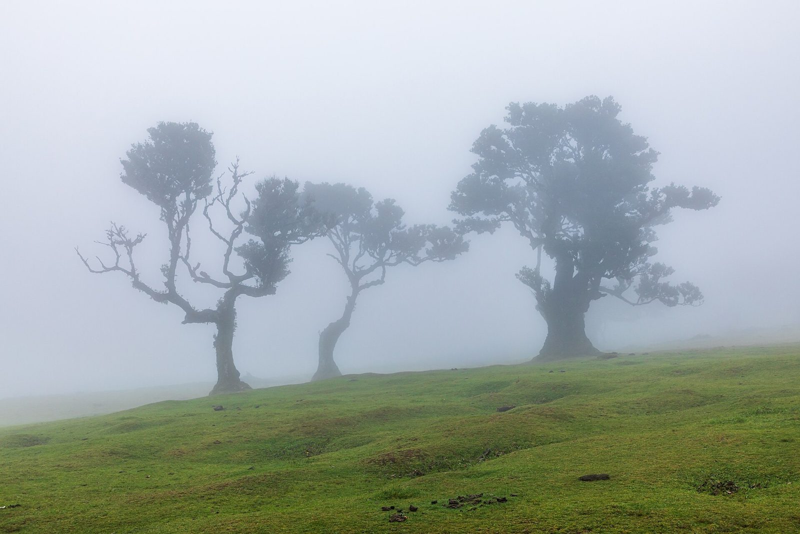 Ancient gnarled laurel trees in fog on the Fanal plateau