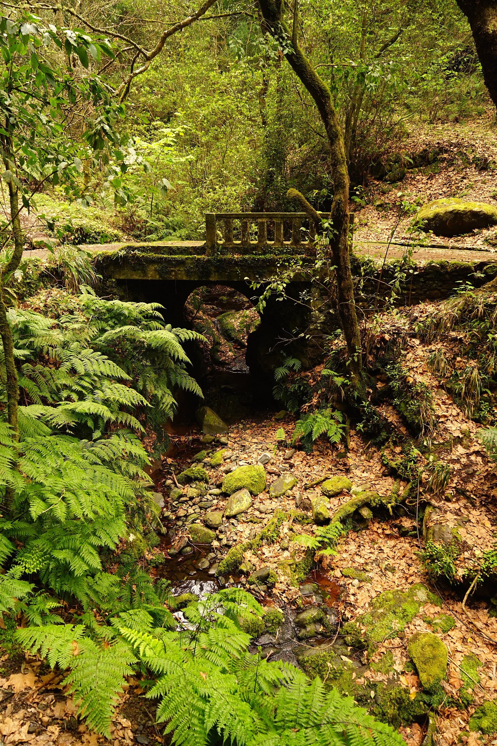 Viewpoint over a forested valley towards Madeira's central peaks at Balcões