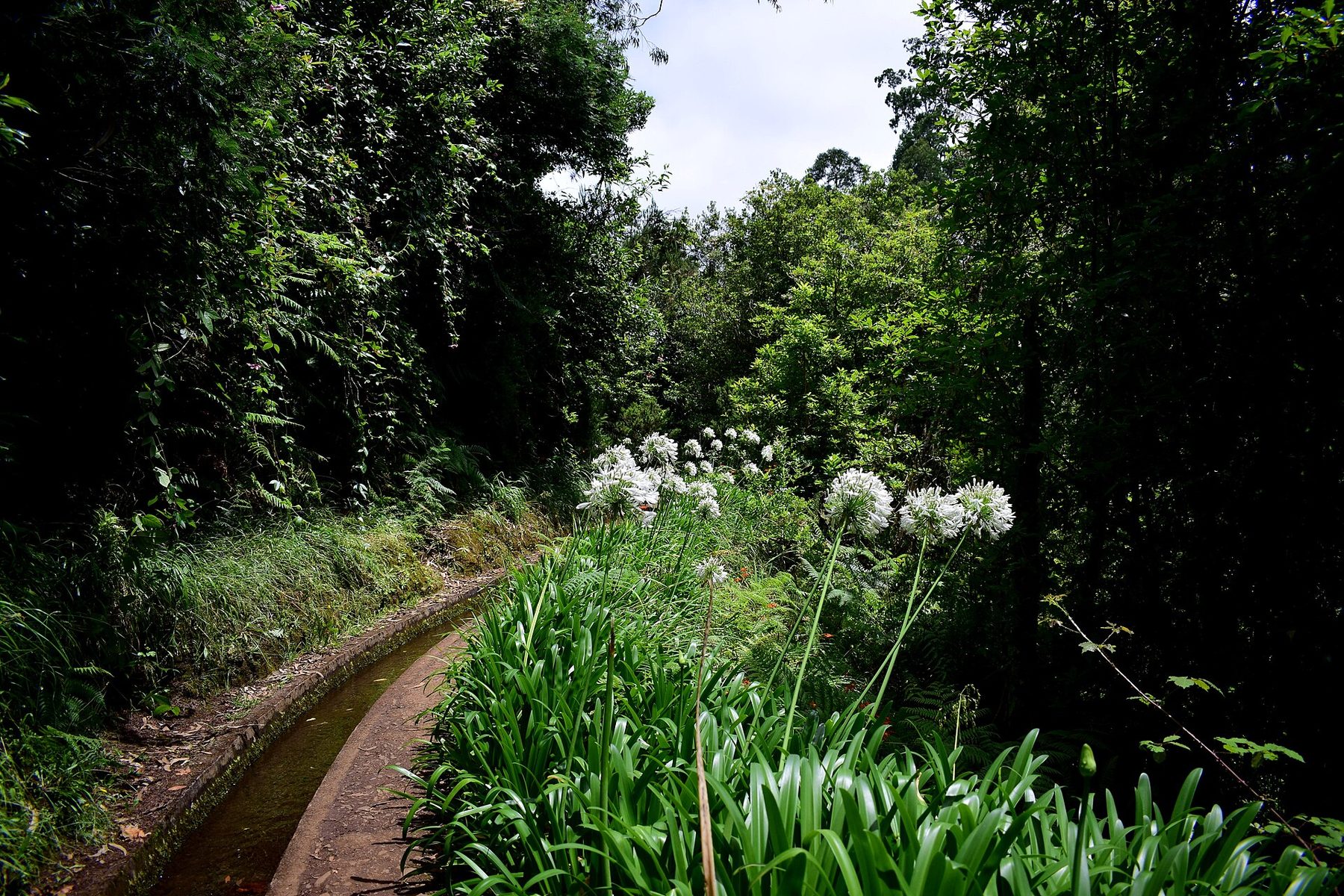 Narrow levada path through green mossy laurel forest