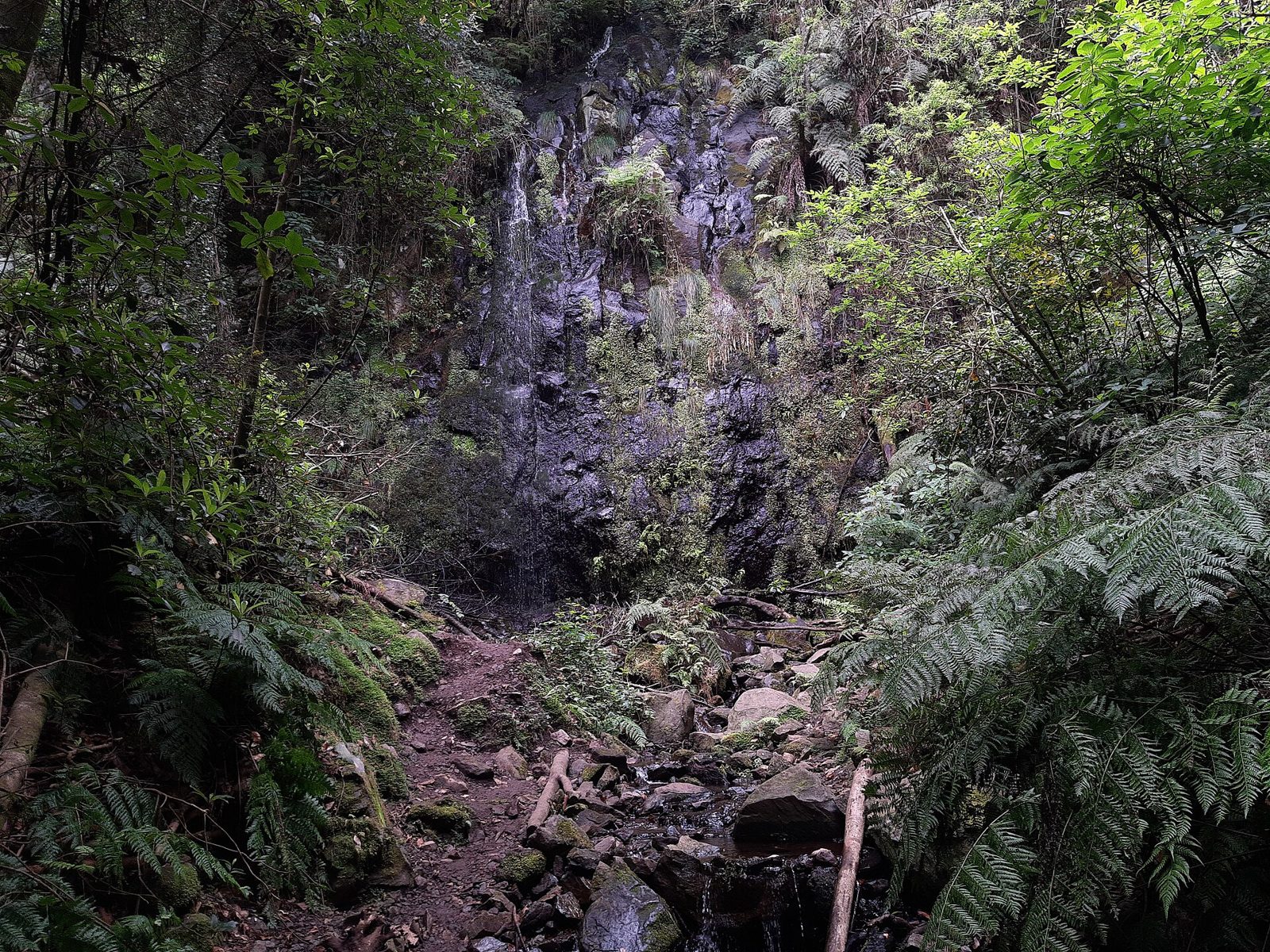 Narrow levada channel running through dense green laurel forest