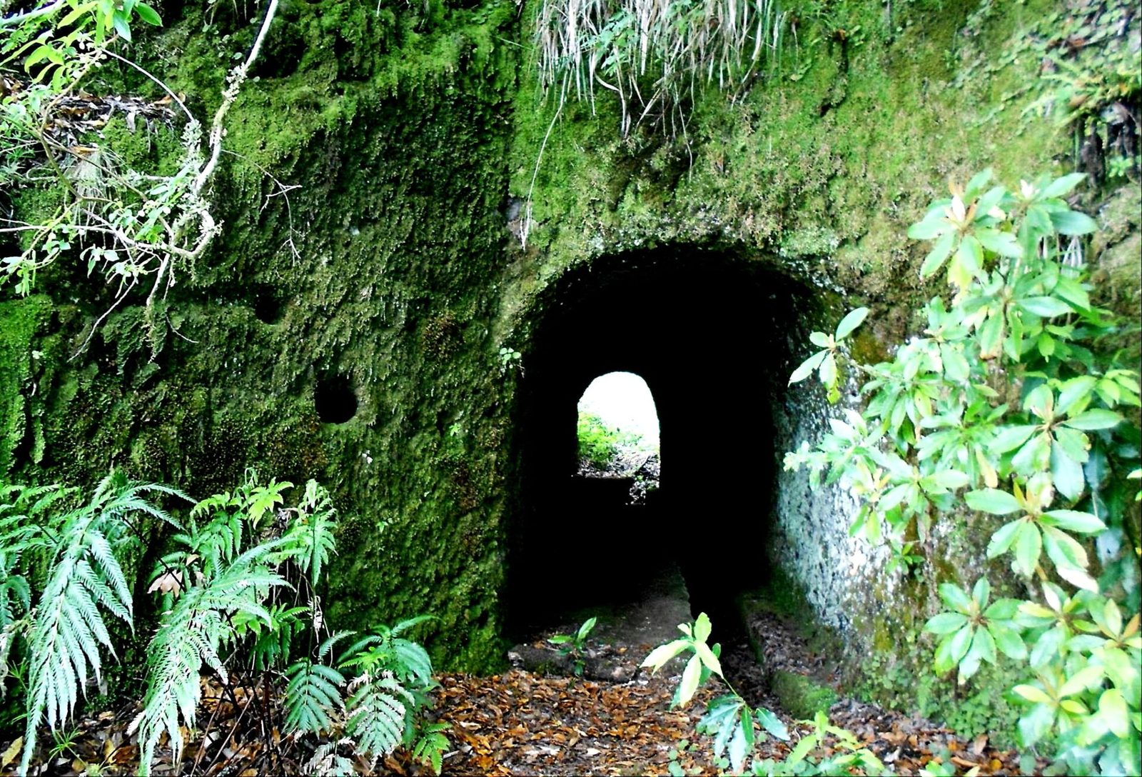 Levada path running beside old laurel woodland in western Madeira