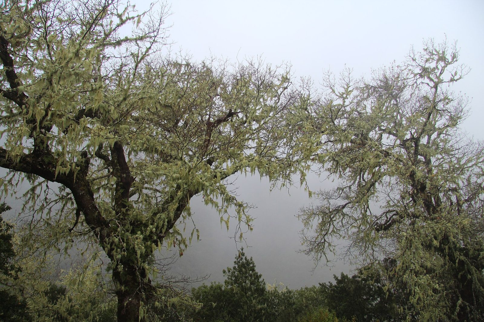 Forestry house and wooded valley at Rabaçal in western Madeira